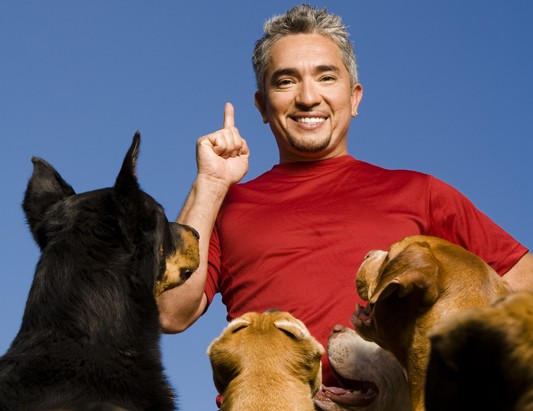 Cesar Millan Coach of dogs