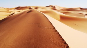 gobi