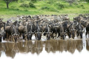 the great migration