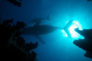 Atlantic - Wildest Ocean on Earth 1 (1)